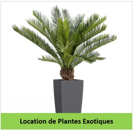 location de plantes exotiques JeuxNet Végétal