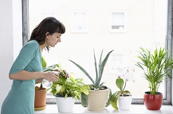 offre-indoor-plants